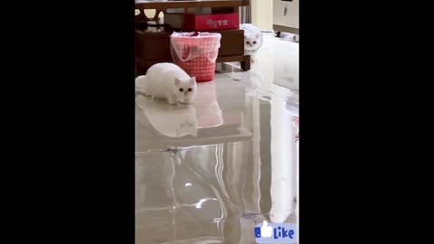 supercuredlittlecutecat#sillycat#cat’s confusing behavior