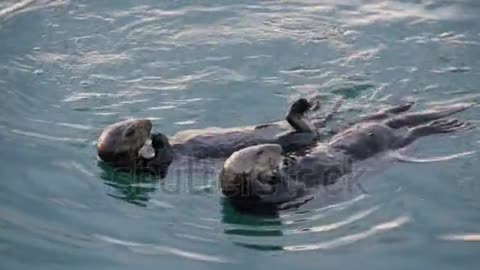 Cute furry sea otter family, aquatic animal swimming in ocean