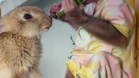 Monkey and Bunny Eat Watermelon on the Slide - Fun and Refreshing!