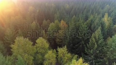 stock-footage-aerial-view-of-forest-in-sweden-at-sunrise-drone-shot-flying-over.mp4