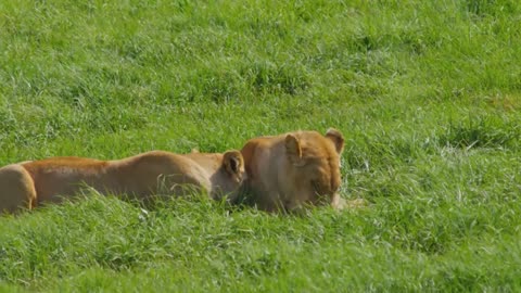 Survival of the Fittest Weak Lions Die