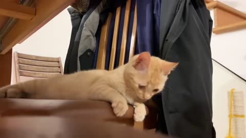 Hide & Seek Under The Table