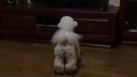 Dog watching tv