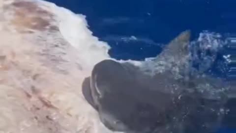 shark devouring a carcass 🦈