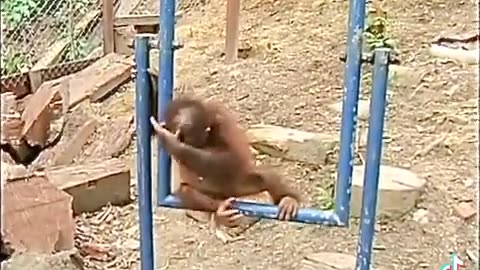 SAD MONKEY HURT HIMSELF