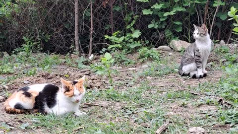 Mother cat chases male cat. A male cat wants to mate