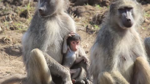 Baboon Baby