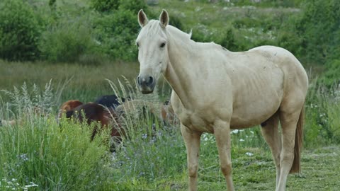 Animals Of The World 4K: Horse 4K VIDEO - Scenic Wildlife Film With Calming Music