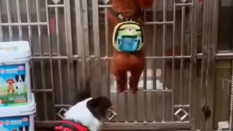 Dog and chicken funny moment