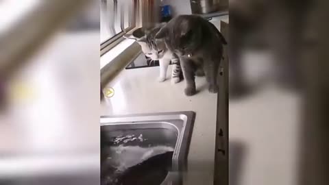 The fish beats the two cats