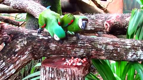 Cute parrots - Chestnut-fronted macaw - Mini-macaws