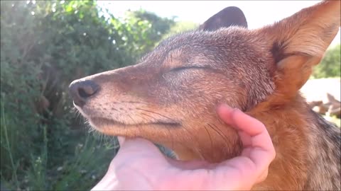 Befriending a Black-backed Jackal