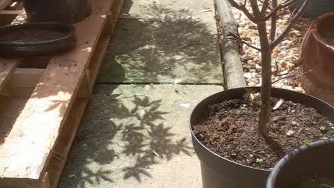 Minpin in plant pot