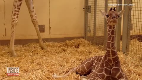 Baby Giraffe Born Standing Over 6-Feet Tall