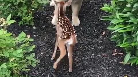 Funniest and cutest Labrador puppies