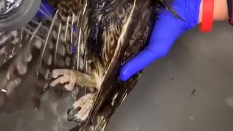 Owl Bathing