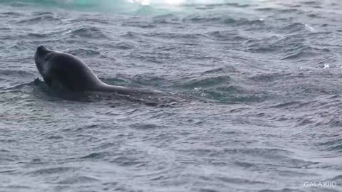 Leopard Seal vs Penguin Chick - Nature is amazing