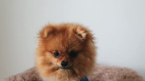 Adorable Pomeranian in a Blue Sweater