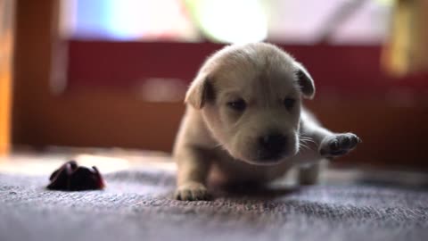 Small white newborn puppy