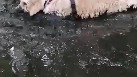 Golden Retriever Mud Bath