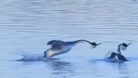 Waao ! Ducks are Dancing on Water Surface!!!