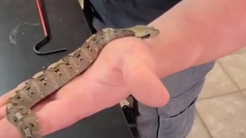 Baby Gaboon Viper! #venomous #snakes