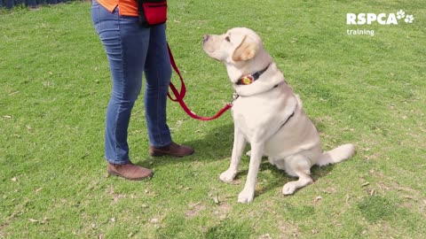 "Mastering the Basics: Essential Dog Training Techniques for a Well-Behaved Pup"