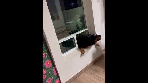 Persistent Pupper Barely Manages To Squeeze Through Window