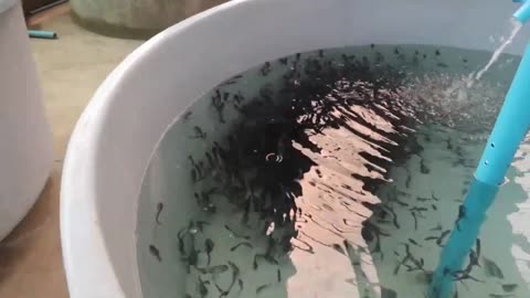 Catfish farming at home use water flow Fish farming at home in water tank Easy fish farming(1)