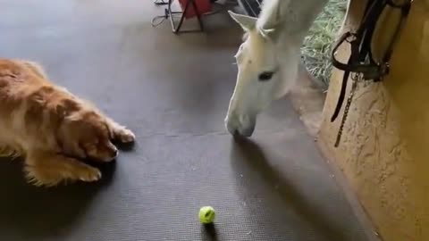 Golden George Wants to Play Ball with Horse