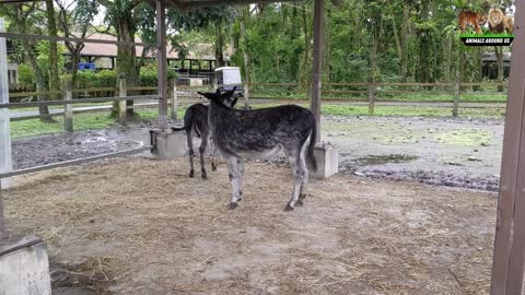 Teaching about farm animals | cows, chickens, Dogs, Cats, pigs, goose and more | Animals Around US