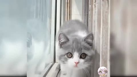 Cat 🐱 funny 😝video. #cats #funny #videos