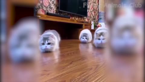 Best Funny Cat Videos