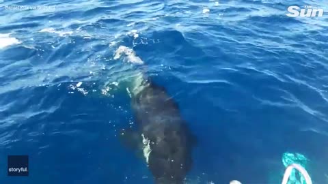 Orca whales ATTACK fishing boat and tear off rudder in another bizarre encounter