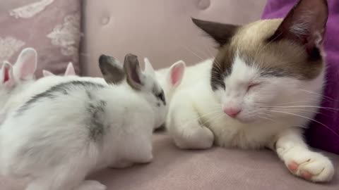 Baby Bunnies Wake Up a Sleeping and Lazy Cat