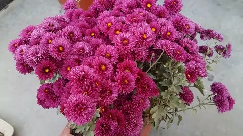 Chrysanthemum Plant Care || how to grow supper quality Chrysanthemum plant in a pot Home/Garden