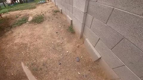 Baby Tortoises Hatching Out of the Ground-14