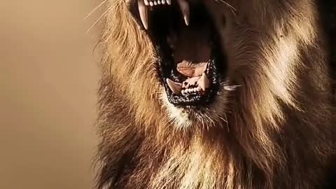 Is all the free animal world animal impression male lion