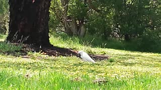 white parrot eating