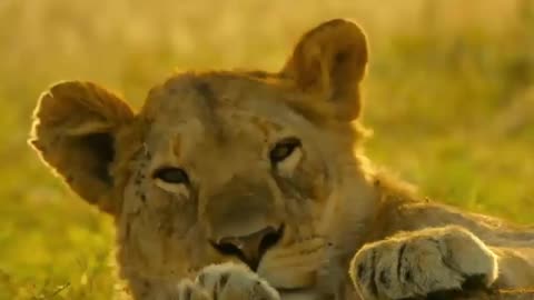 SMART BABOON SAVES ITSELF FROM THE PARTY OF SLEEPING LIONS