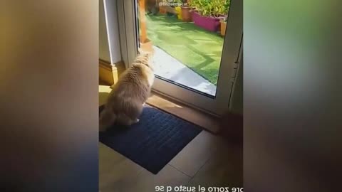 Funniest Cats and Dogs Videos #2