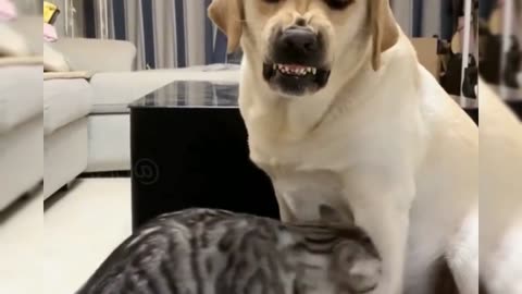 Funniest brave cats and dogs compilation🐶😻