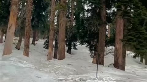 Skiing in Gulmarg kashmir