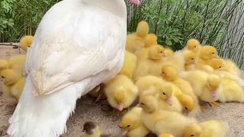 duck and her children was playing mother