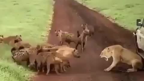 bunch of hyenas try to attack lioness