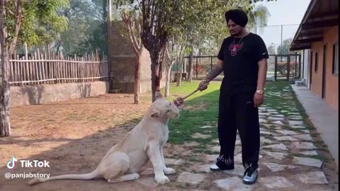 Sidhu feeding of lion 🦁