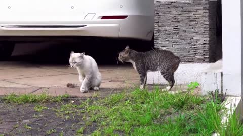 training dog # cat fait beautiful video Tricks To Teach Your Dog Cat Fight