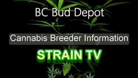 BC Bud Depot - Cannabis Strain Series - STRAIN TV