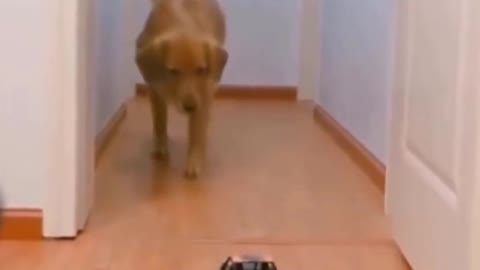 Dog scared of toy car