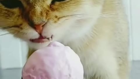 funny video 😂funny cat eats ice cream #shorts​